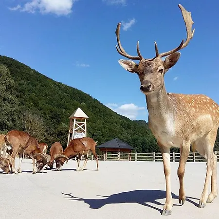 F96 Terme Olimia, Aqualuna Kamp Natura Card Included Year